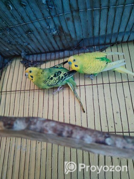 এক জোড়া বাজিগার পাখি