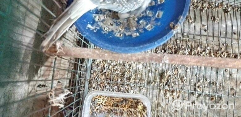 ডিমসহ ডায়মন্ড ডাব ঘুঘু বিক্রি করা হবে