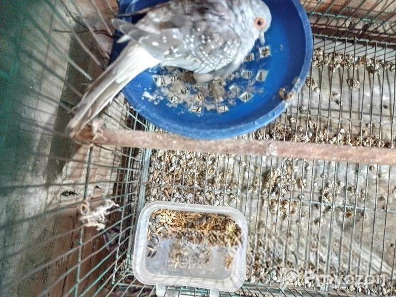 ডিমসহ ডায়মন্ড ডাব ঘুঘু বিক্রি করা হবে