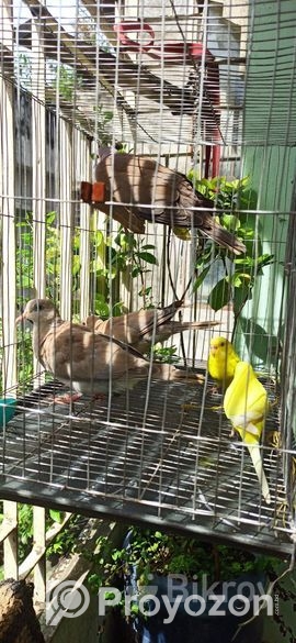 অস্ট্রেলিয়ান ঘুঘু পাখি বিক্রয় জন্য