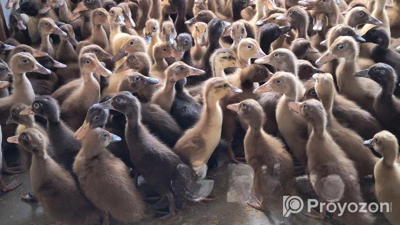 ১৪-১৫ দিন বয়সের খাঁকি ক্যাম্পবেল হাঁস বাচ্চা