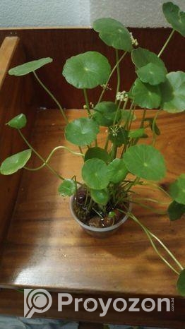 Coin Plant
