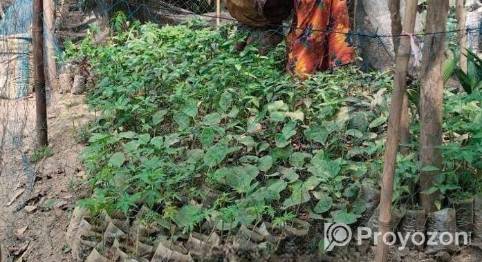 সব চারা ও বীজ বিক্রি করা হয়।