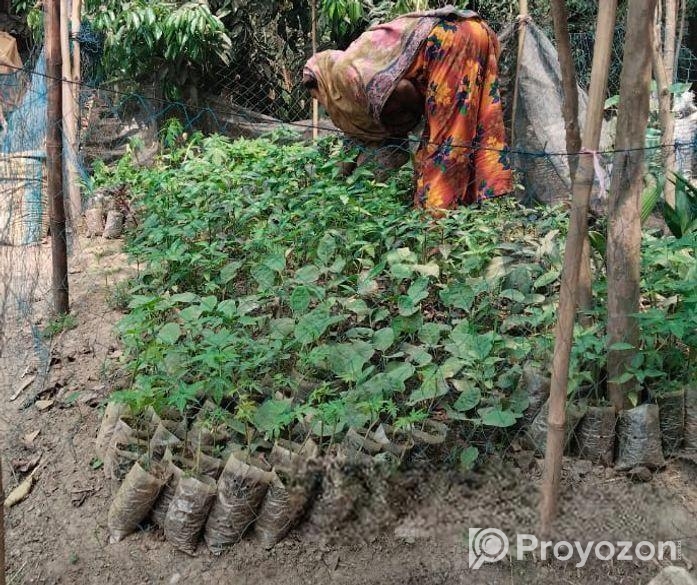 সব চারা ও বীজ বিক্রি করা হয়।