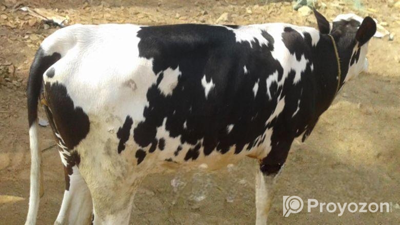 4446 নং উন্নত জাতের বকনা বাছুর বিক্রি হবে