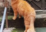 Persian A grade Algaridum (Male)