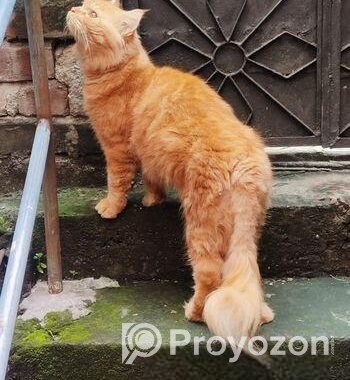 Persian A grade Algaridum (Male)