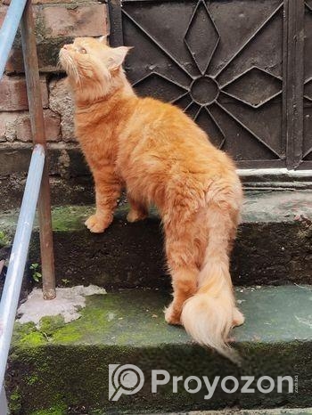 Persian A grade Algaridum (Male)