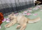 Persian Turkish Angora Mixed Kitten