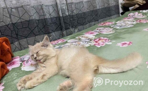 Persian Turkish Angora Mixed Kitten