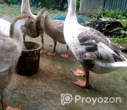 রাজহাঁস বিক্রি হবে