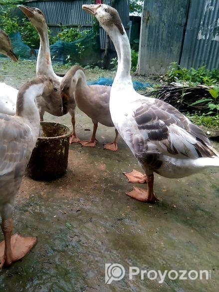 রাজহাঁস বিক্রি হবে
