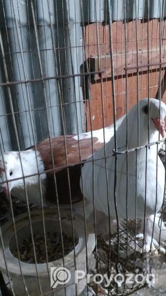 সিরাজি কবুতর