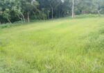 5 কাঠা বাঘা জমি বিক্রি হবে