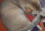 Bd cat