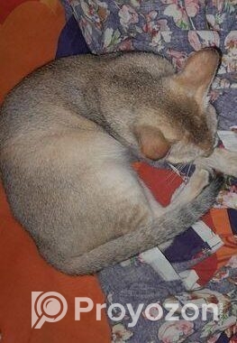 Bd cat