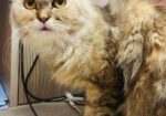 Persian Cat – Traditional Doll Face Female