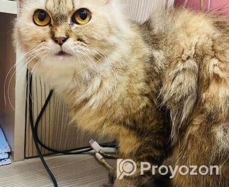 Persian Cat – Traditional Doll Face Female