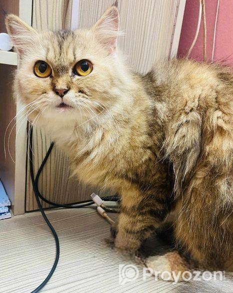 Persian Cat – Traditional Doll Face Female