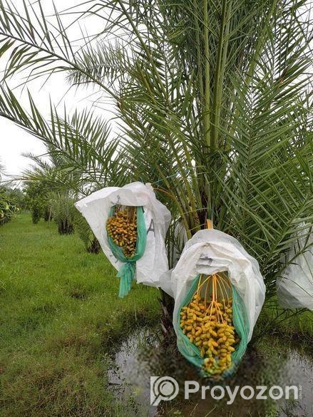 খেজুর ও চারা।