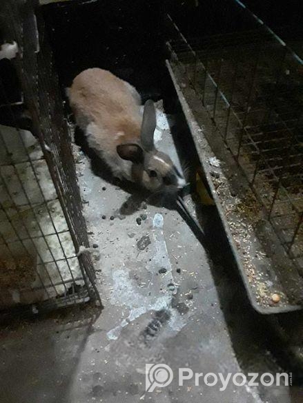 Khargosh ar lord sell korbo