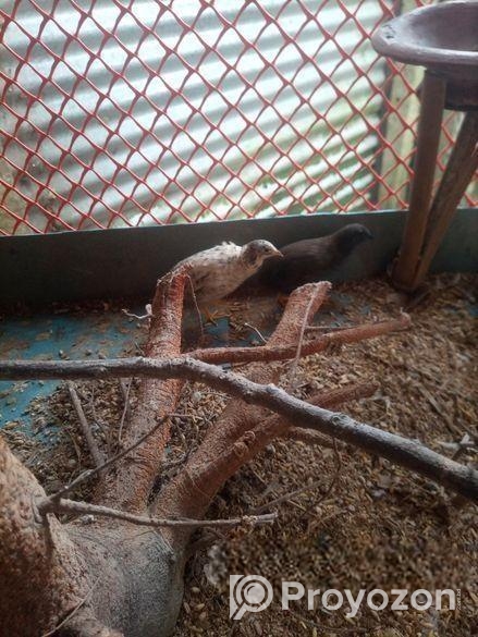 রানিং কিং কোয়েল