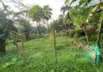 6.8 Sohok Land sale