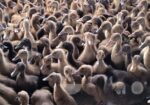 ১৪-১৫ দিন বয়সের খাঁকি ক্যাম্পবেল হাঁস বাচ্চা