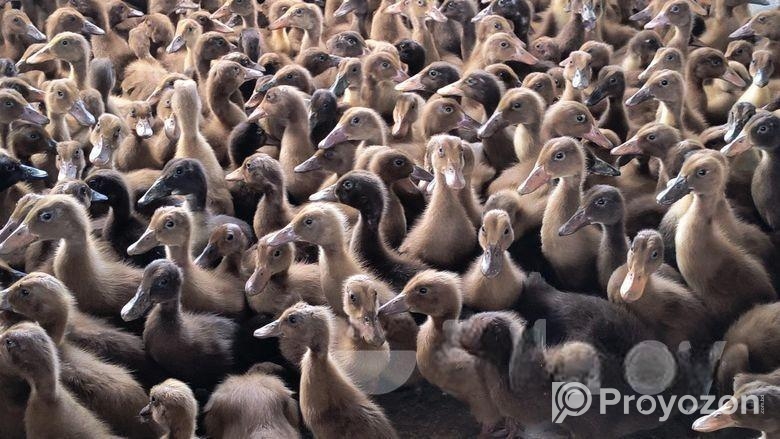 ১৪-১৫ দিন বয়সের খাঁকি ক্যাম্পবেল হাঁস বাচ্চা