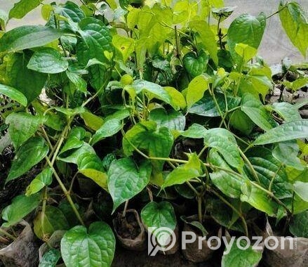 চুইঝালের চারা বিক্রি হবে