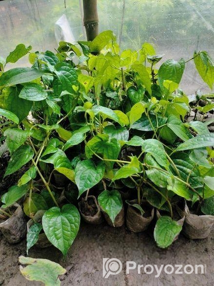 চুইঝালের চারা বিক্রি হবে