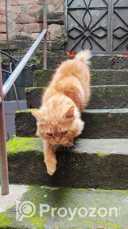 Persian A grade Algaridum (Male)