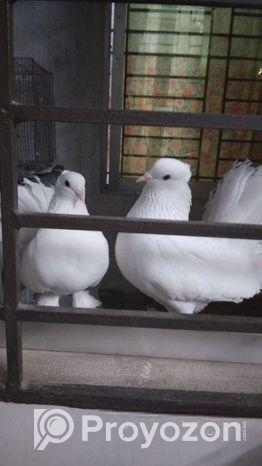 ৫টি লক্ষা কবুতর বিক্রি হবে