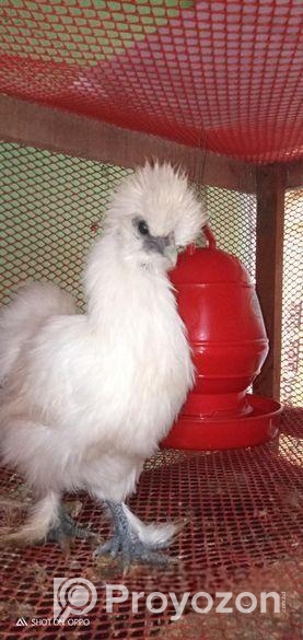 সিল্কি মুরগির বিজ ডিম