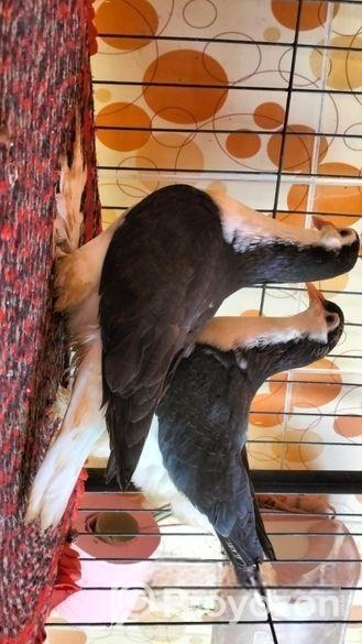 বিক্রি হবে  ব্লাক লাহোর বেবি