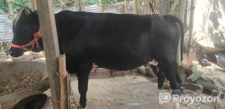 শাড় for sell