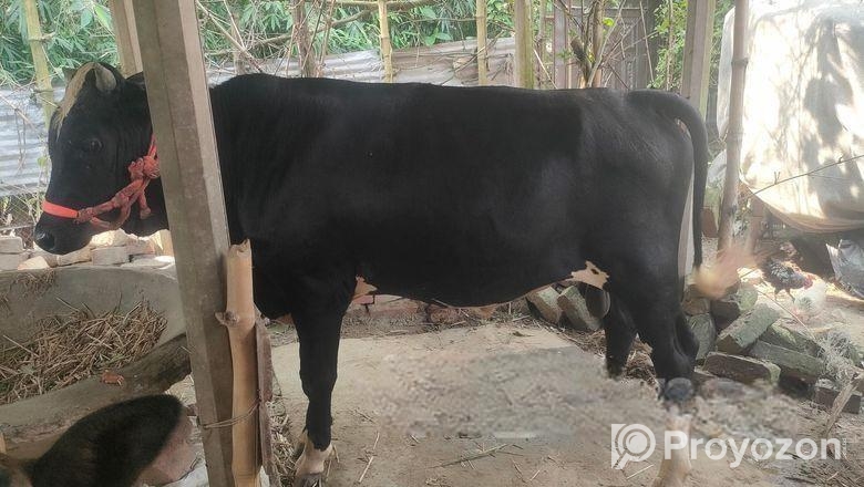 শাড় for sell