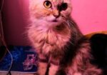 Persian Cat – Traditional Doll Face Female