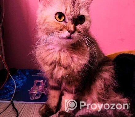 Persian Cat – Traditional Doll Face Female