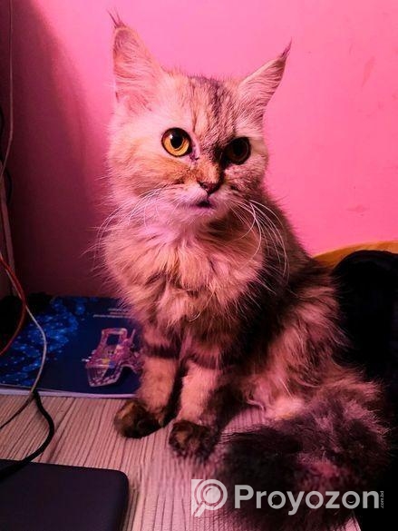 Persian Cat – Traditional Doll Face Female