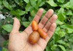 খেজুর ও চারা।