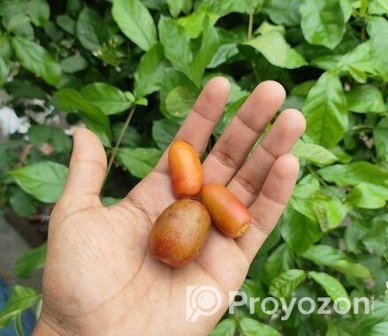খেজুর ও চারা।