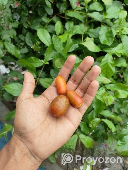 খেজুর ও চারা।