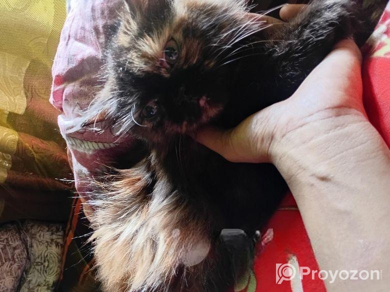 পার্সিয়ান ক্যাট, কালিকো কালার,