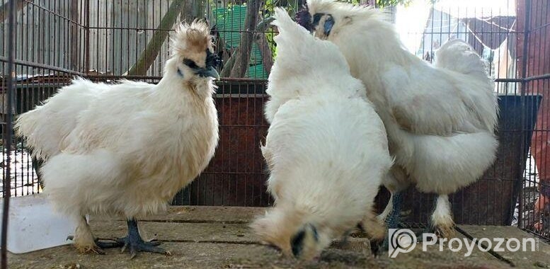 Running silky murgi