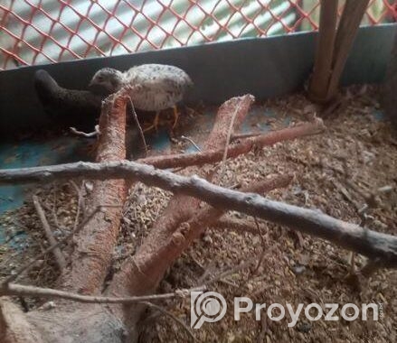 রানিং কিং কোয়েল