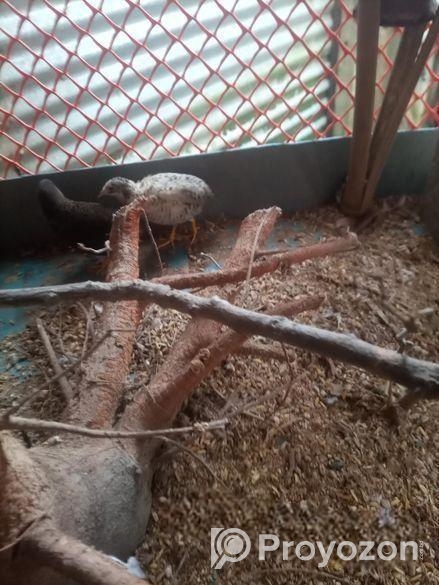 রানিং কিং কোয়েল