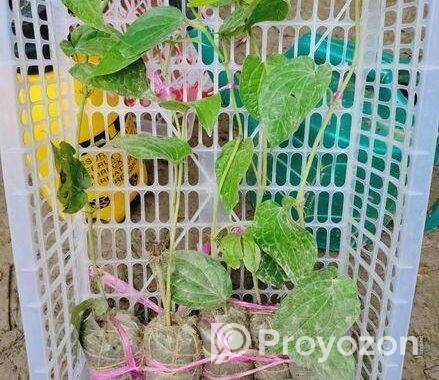 চুইঝালের চারা বিক্রি হবে