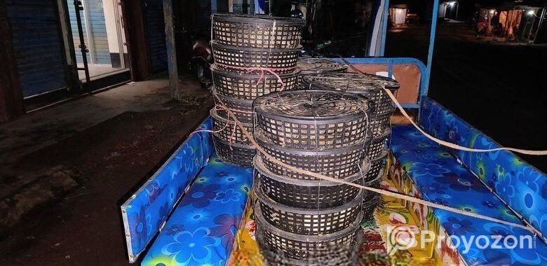 25-28 দিন বয়সের গড় কোয়েল পাখির বাচ্চা বিক্রি