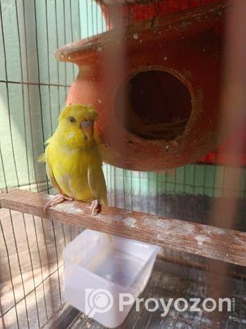 জেপি বাজিগর সেল হবে